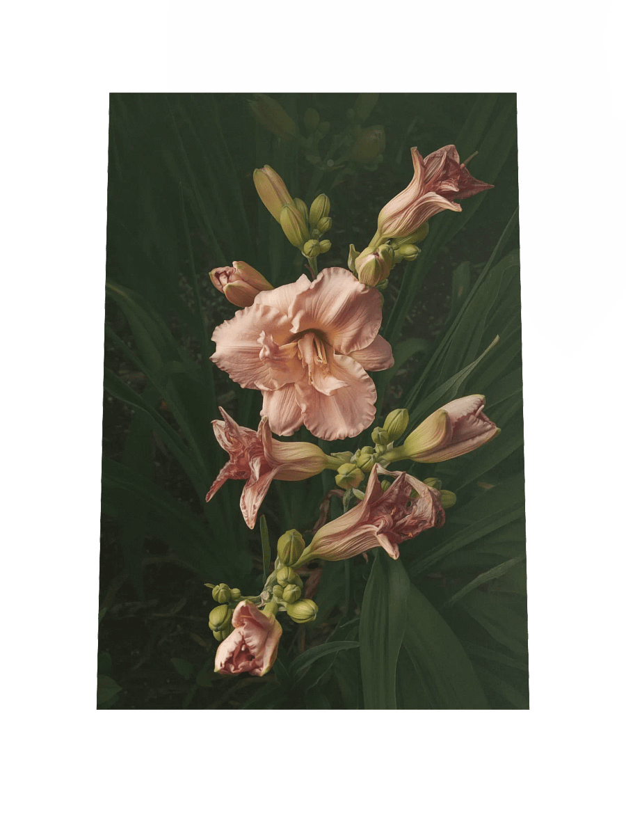 Cascasde of Daylilies product image (4)