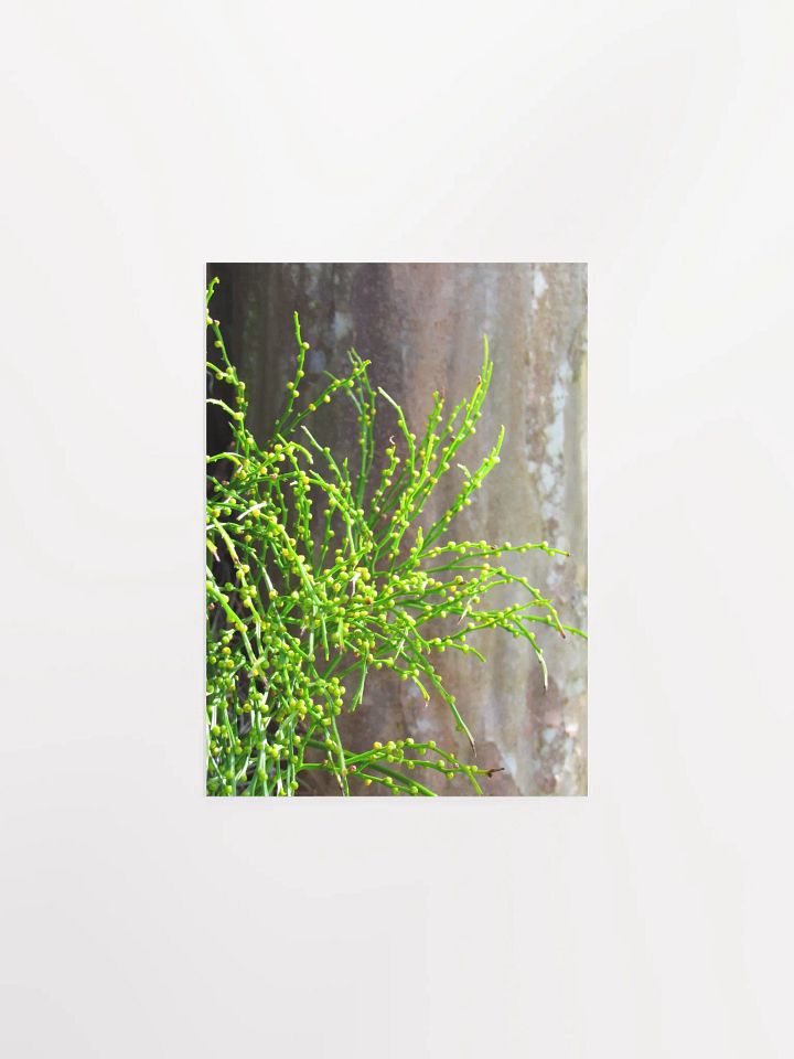 Vescular Plant product image (2)