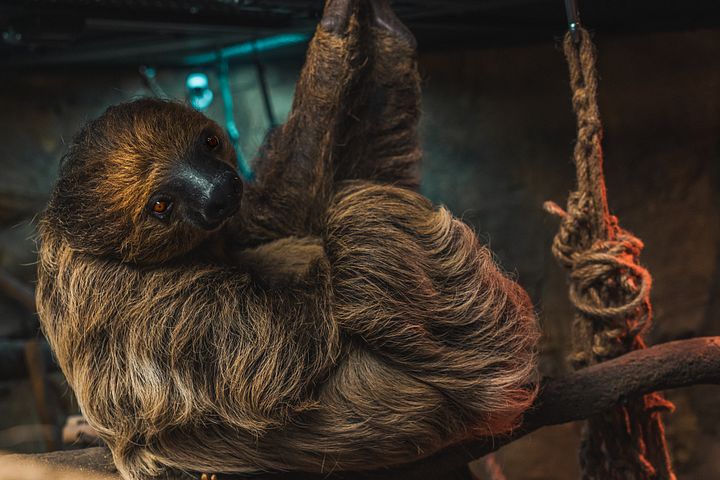 2-Toed Sloth product image (1)