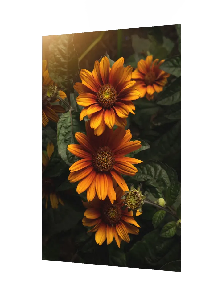 Sunny Orange Flowers in Golden Light product image (2)