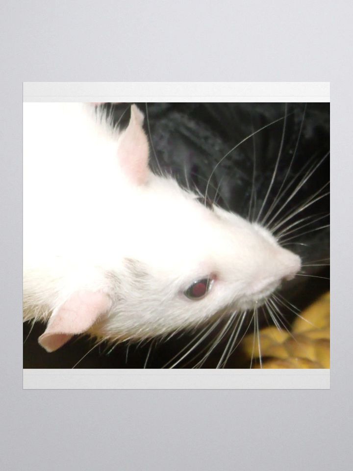 Black-eyed-white Dumbo rat sticker product image (1)