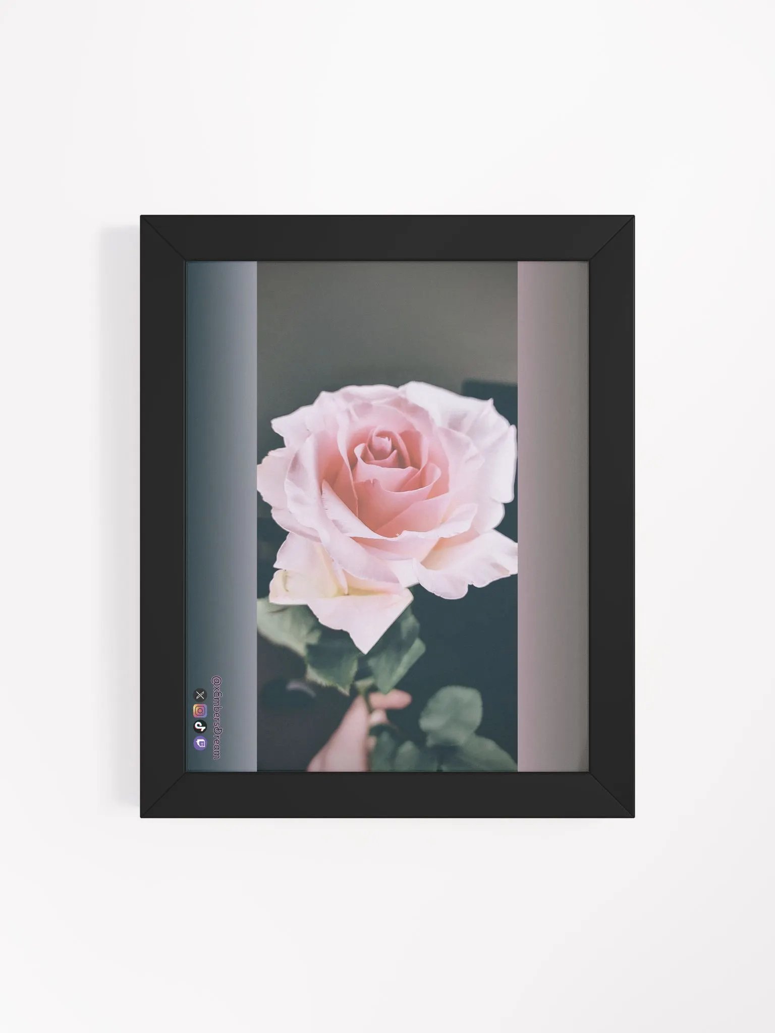 Elegant Rose Photography Print product image (4)