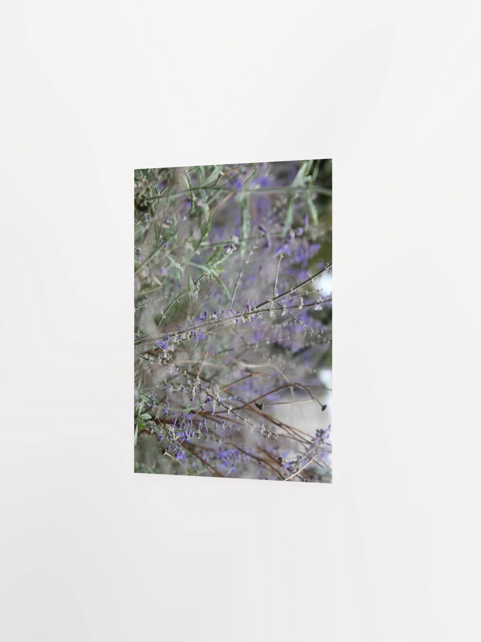 A Study in Flowers 13 product image (21)