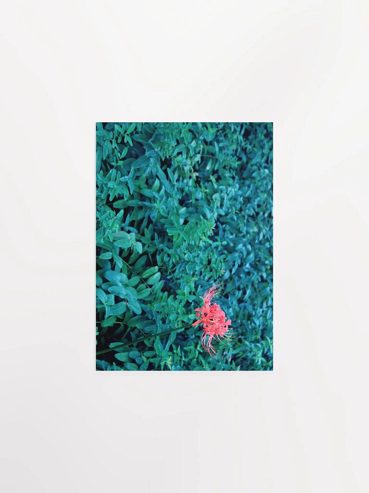 A Study in Flowers 10 product image (4)