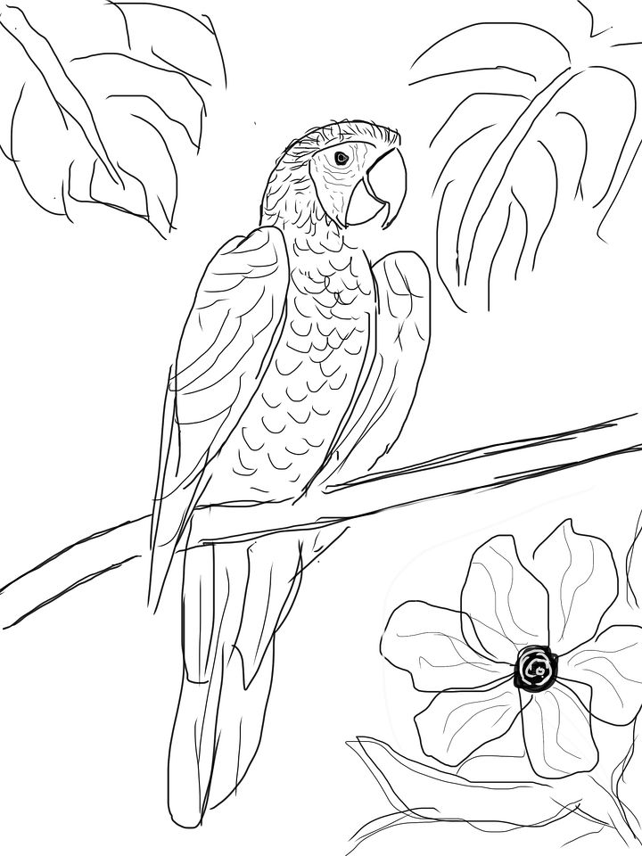 Parrots - (2 Downloadable Sketches) product image (1)