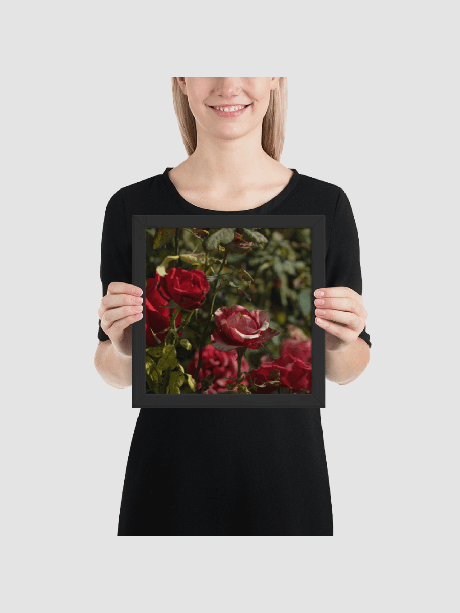 Rose bush Framed photography Poster product image (1)