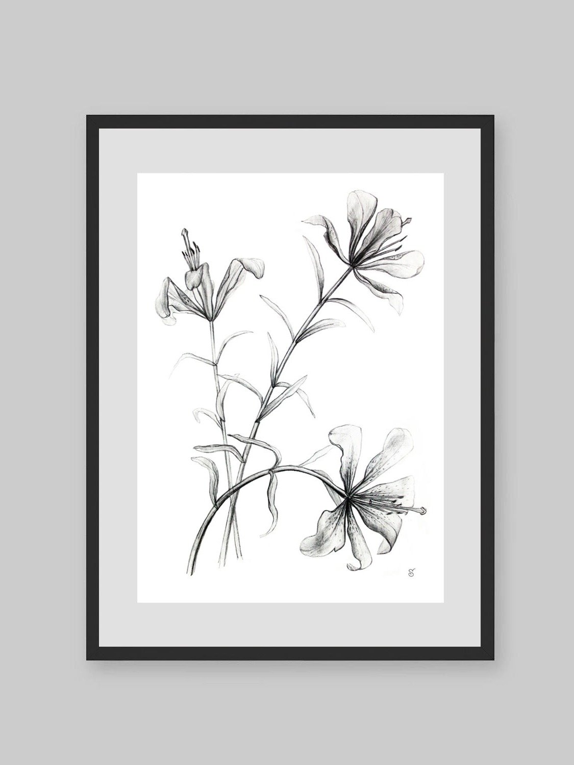Lily Botanical Drawing Poster - Wild Elegant Flowers product image (9)