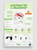 Anatomy of a Headshot Poster 12