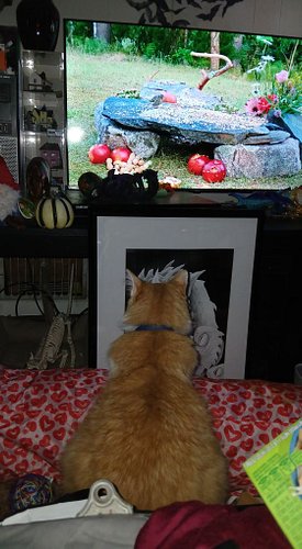 Already to sneak out on Cinder. He's busy watching tv