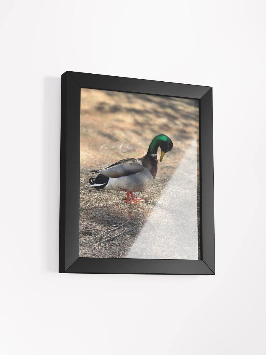Duckie Contemplating product image (12)
