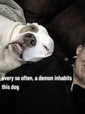 sometimes them demons just wanna get out and get cozy #dogsoftiktok #dogs #pittiesoftiktok #deafdog #pitbull #frankenpup #servicedog 