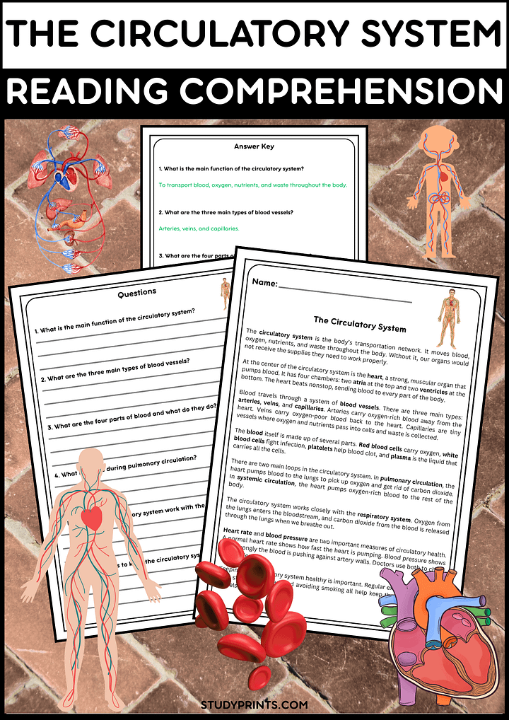 Circulatory System Reading Passage with Comprehension Questions | Human Body Science product image (1)