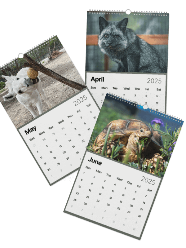 Alveus 2025 Calendar product image (37)