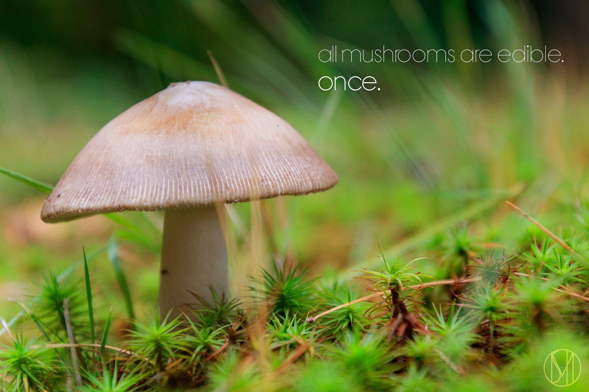 Quote Wallpaper Pack product image (1)