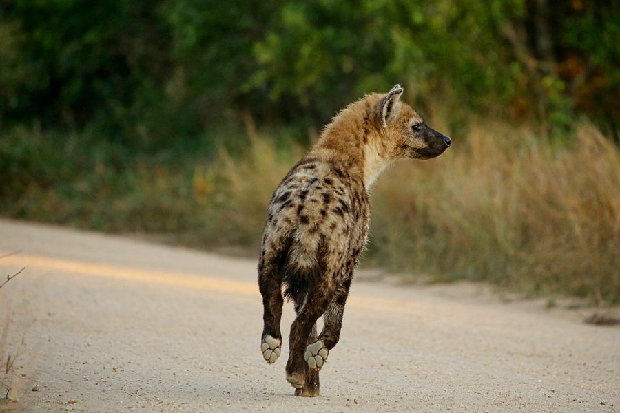 Hyena product image (1)