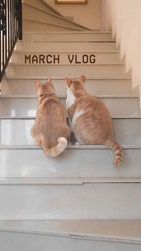 March 2025 🌱 

#pets #family #videodiary