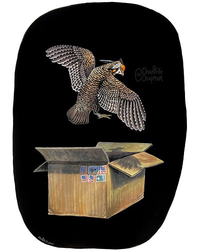 In mid-August 2025, the Lesser Prairie Chicken (Tympanuchus pallidicinctus) was removed from the endangered species list.
Thi...