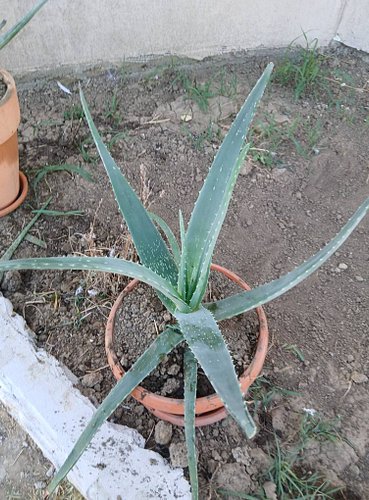 Am 12 bucăți de Aloe Vera la 35-40 cm, varsta de 3 ani.

Dacă ar fi sa le vând,  la ce preț as găsi doritori?.