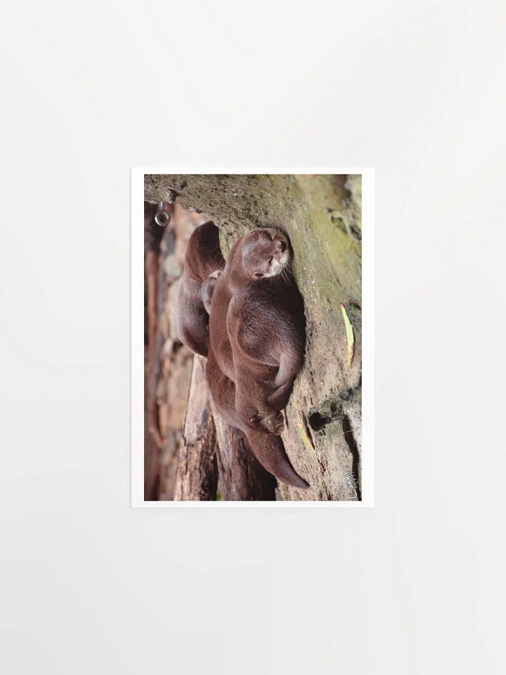 Sleeping Otters - Print product image (1)