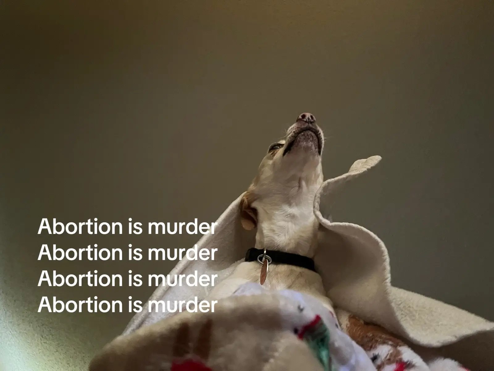 Adoption is a option don’t take a life just because your not ready with yours. #fypシ #fypage #fyp 