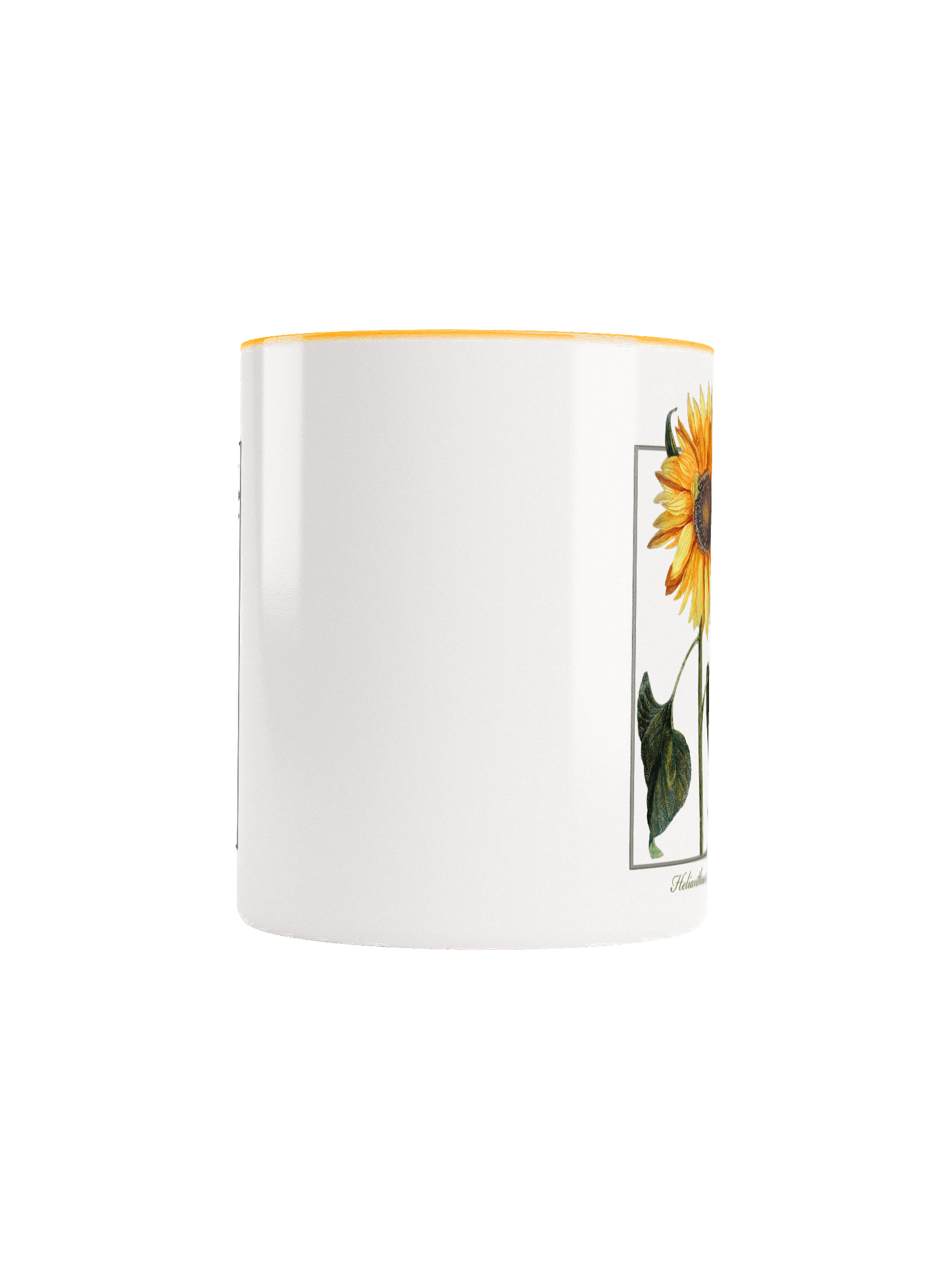 single sunflower (Helianthus anuus) - Ceramic Mug product image (5)
