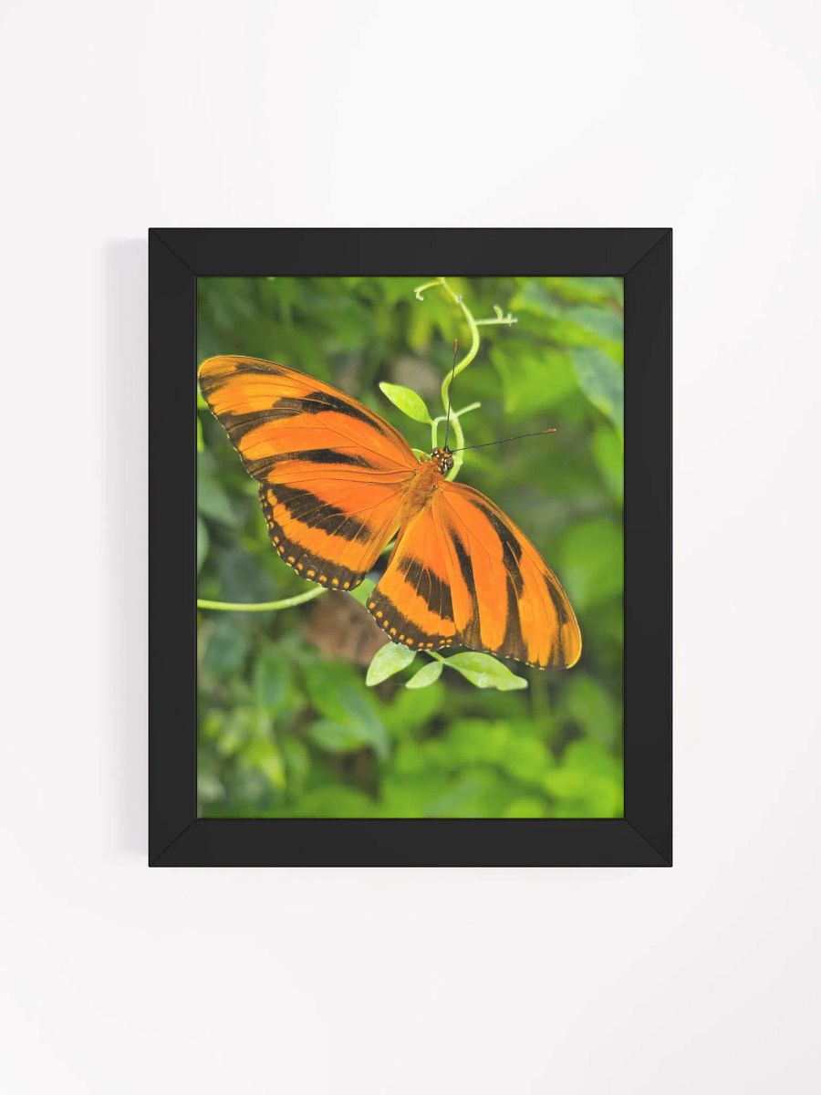 Banded Orange Longwing Tropical Butterfly Framed Poster product image (4)