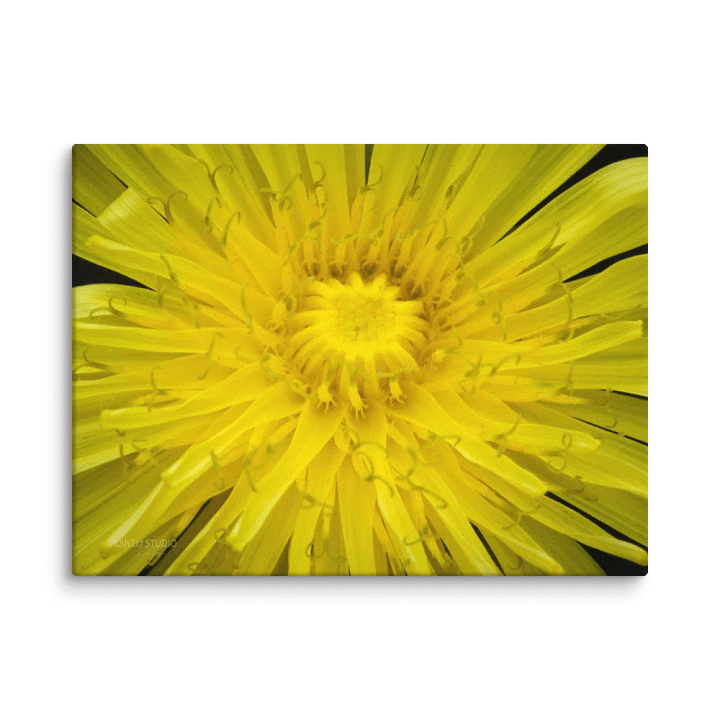 Full Sun Dandelion - Print On Canvas product image (2)