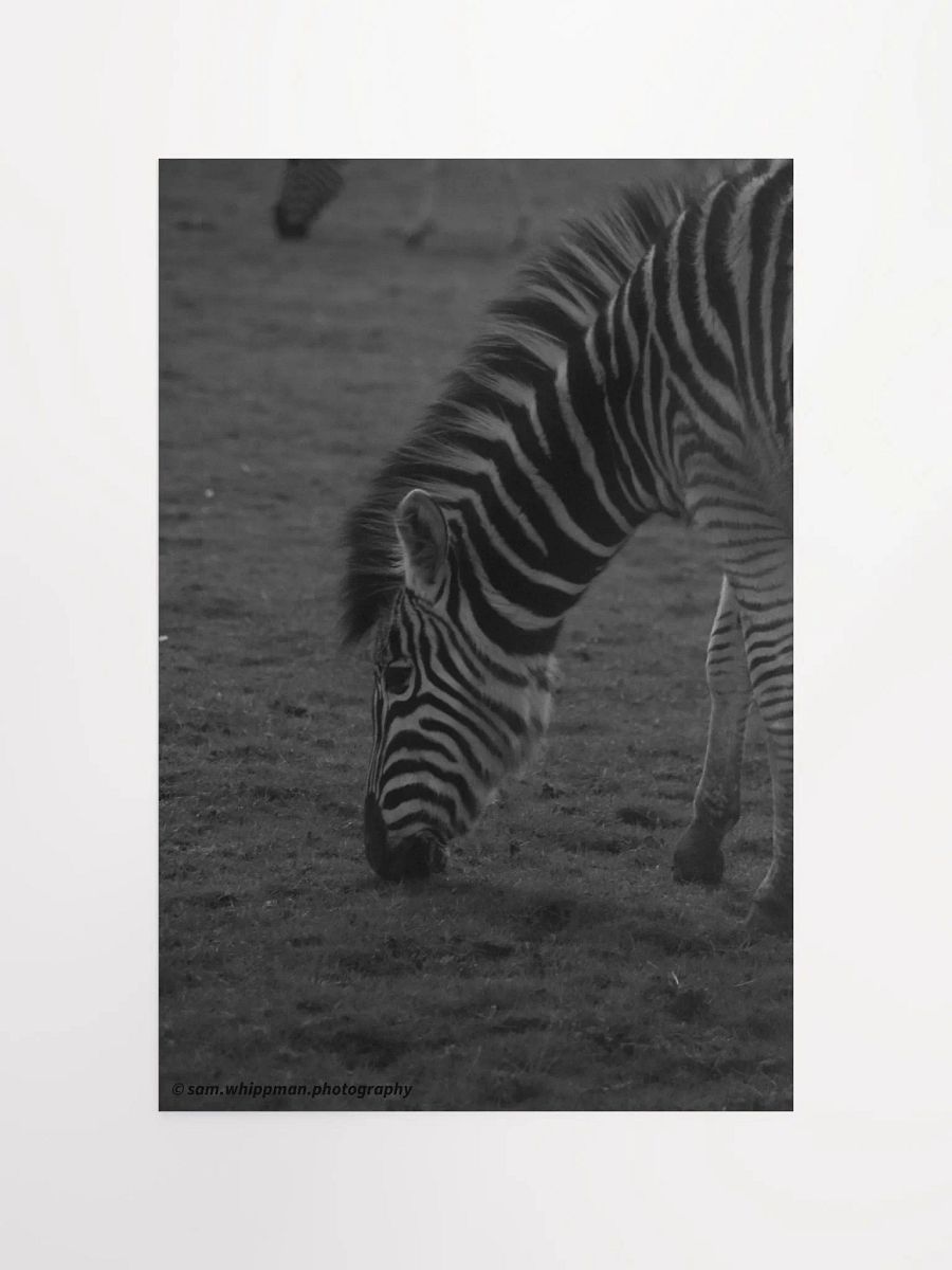 Zebra Prints product image (4)