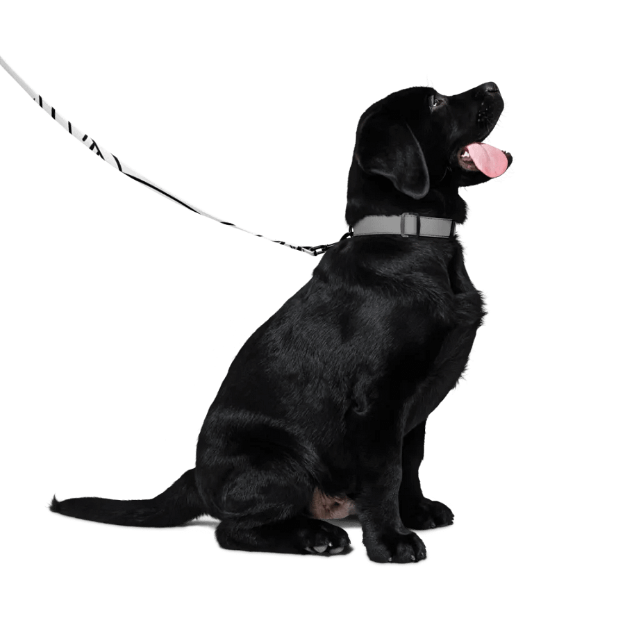 EmMORtallY: Dog Leash product image (4)