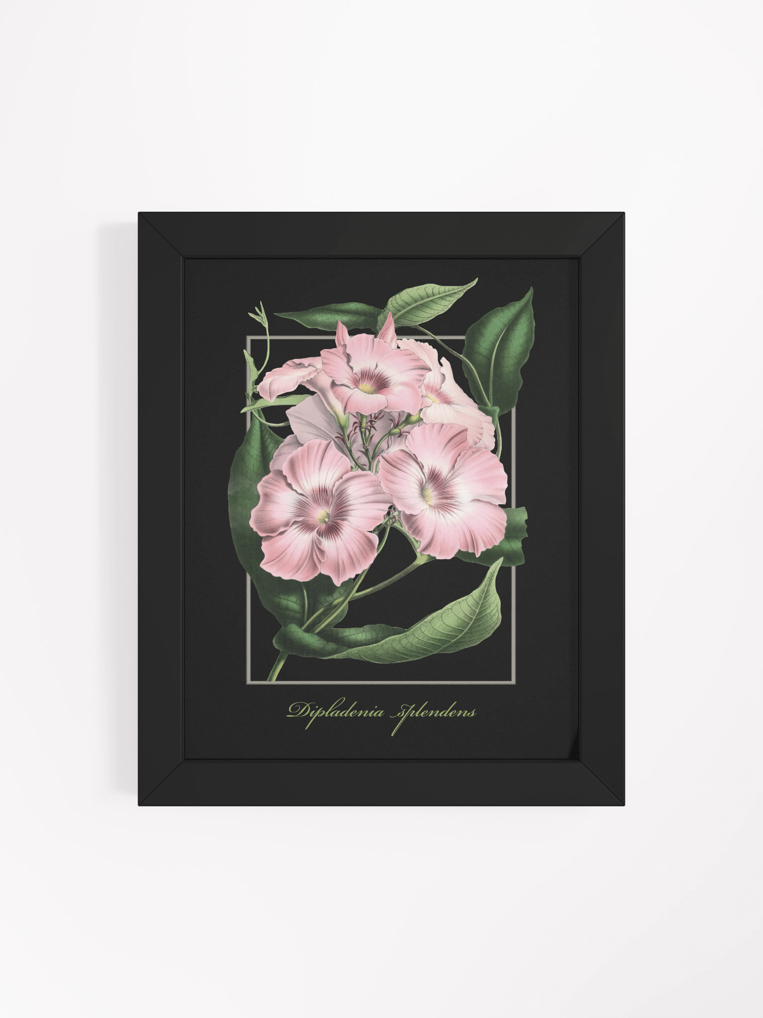 Dipladenia splendens - Framed Matte Poster product image (50)