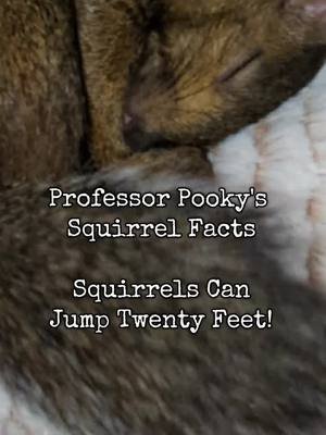 #professor #pooky #squirrel #facts 