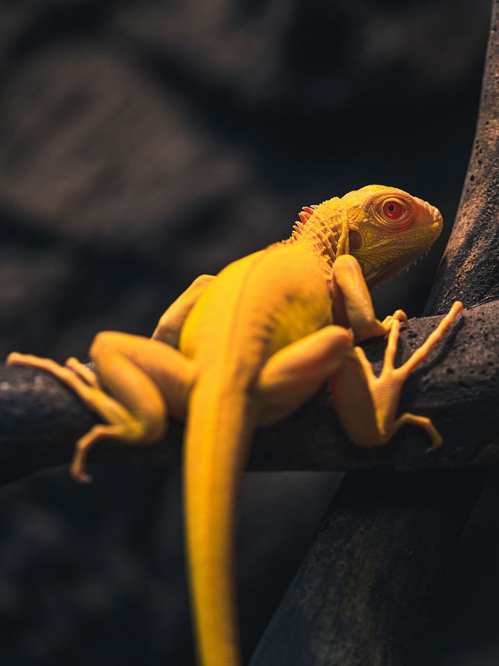 Baby Albino Iguana product image (1)