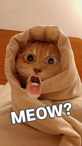 MEOW? 🐈 #me #lmao #funny #lol #funnyvideos #cat #viralreels #wtf #love #lmfao #haha #filters