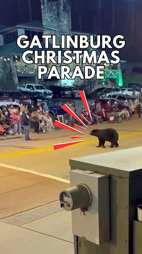The Gatlinburg Christmas parade had an unexpected last minute participant! 🐻 (video by Macy Wise) #gatlinburg #smokymountains...