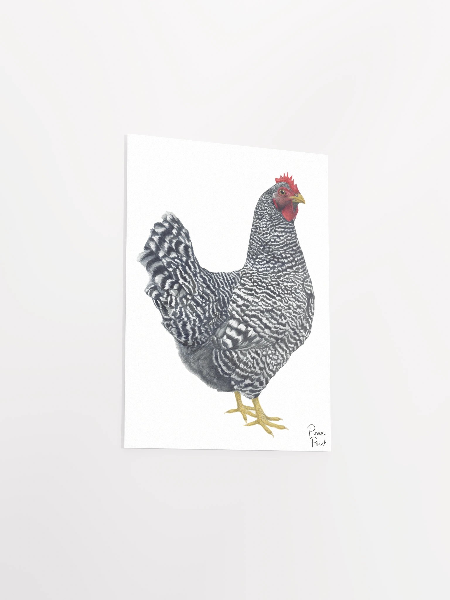 Plymouth Rock Chicken print product image (7)