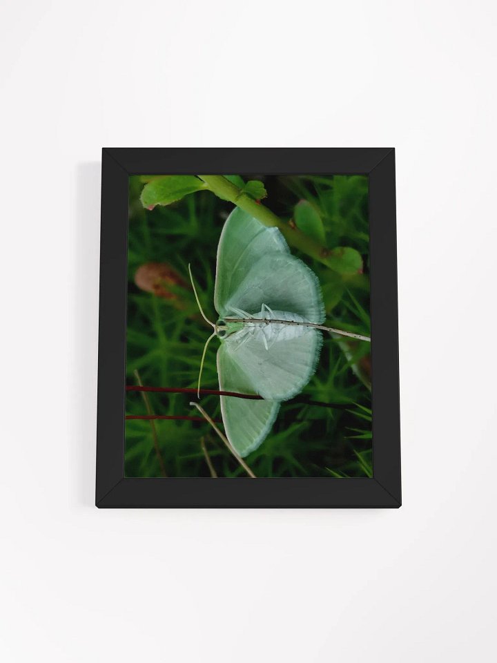 Emerald Moth (Frame) product image (2)