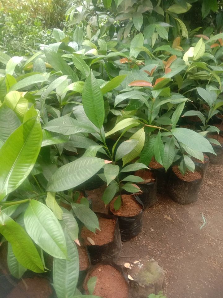 Tanaman buah manggis product image (1)