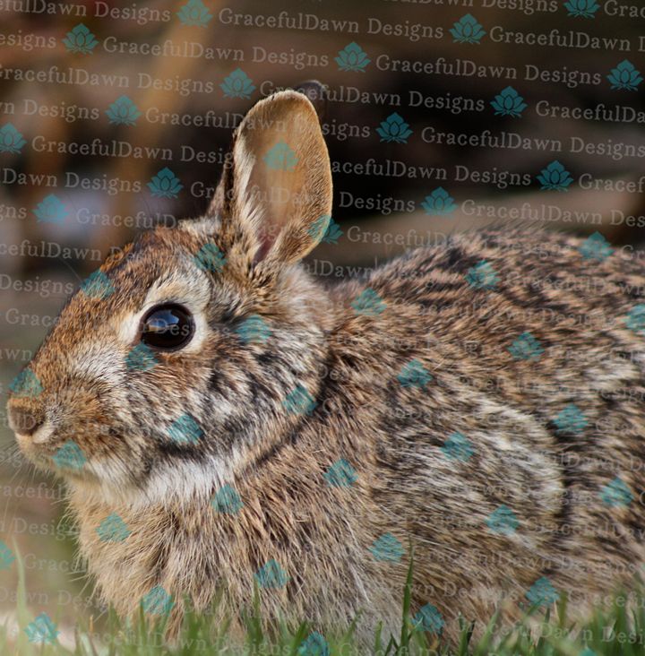 Comfy Rabbit product image (1)