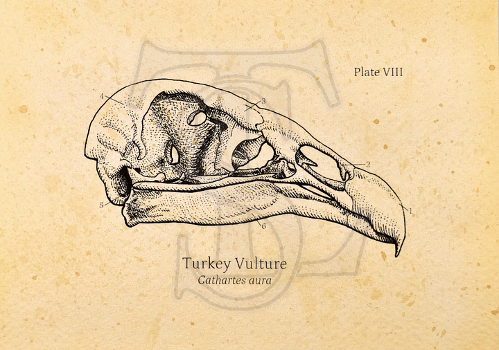 Turkey Vulture Skull Giclée print (hand watercolored) product image (1)