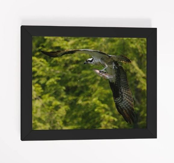 Osprey Catching Dinner product image (25)
