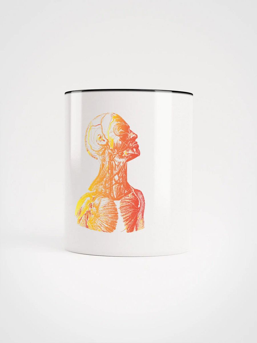 Anatomy - Head product image (65)