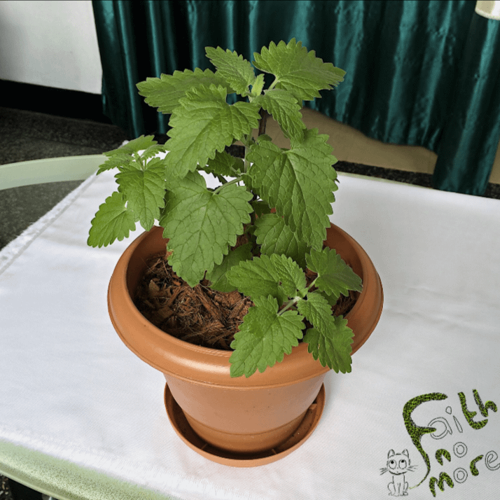 Catnip (Nepeta cataria) product image (1)