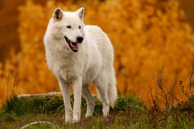Wolves of the Pack