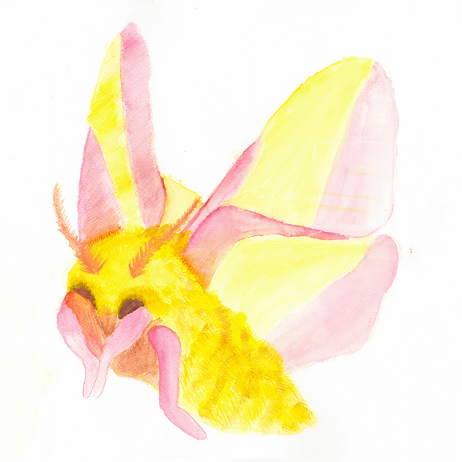 Rosy Maple Moth Sticker (x2) product image (5)