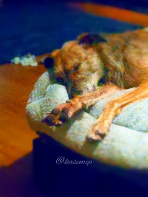 Little toe wiggles in Mr Crowleys sleep! #CapCut #littleworld #rescuedog #adoptdontshop #contentcreator #tiktokgaming 