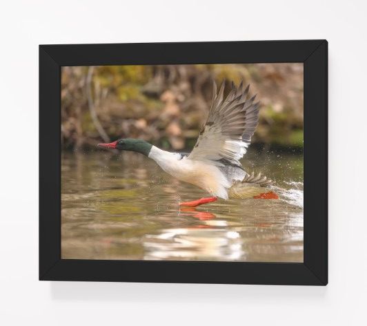 Gliding Merganser product image (61)