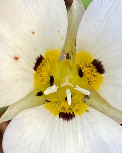 Calochortus leichtlinii, Smokey Mariposa Lily, in the Liliaceae, the Lily family, can have many color variations in different...