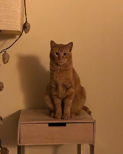 My muse. Vern. The lord of the underworld. Love you buddy #catsofinstagram #catsagram #cats #catlife #gingercat #photography ...