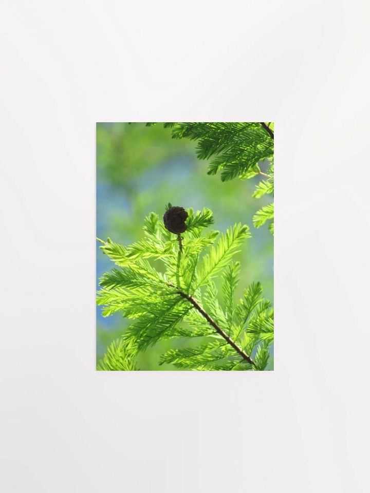 Cypress Tree product image (9)
