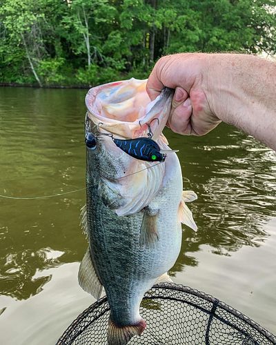How can you tell if bass stopped growing? 

There are stages to poor bass growth. It’s not like a light switch.  Bass can be ...